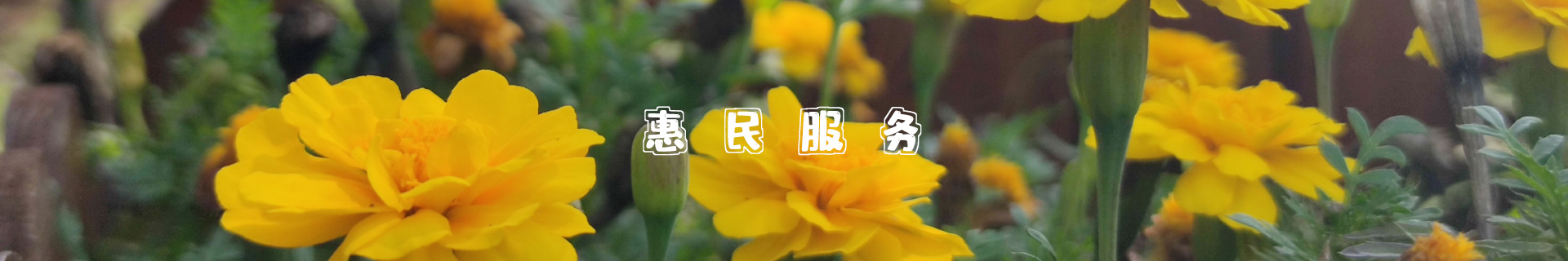 天津惠民服務