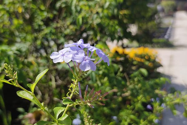 天津公墓植樹(shù)葬：保護(hù)生態(tài)環(huán)境的創(chuàng)新之舉